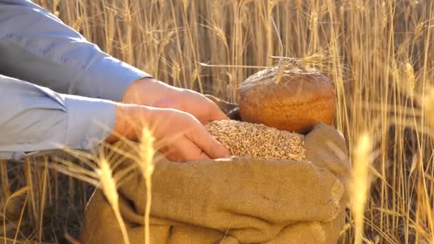 Omul de afaceri verifică calitatea grâului. Mâinile fermierilor toarnă grâu într-o pungă cu urechi. Recoltarea cerealelor. Un agronomist se uită la calitatea cerealelor. conceptul de agricultură. Închidere . — Videoclip de stoc