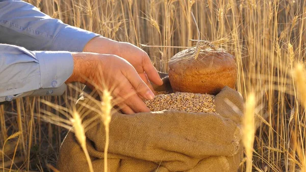 Business man checks the quality of wheat. Farmers hands pour wheat grains in a bag with ears. Harvesting cereals. An agronomist looks at the quality of grain. agriculture concept. close-up.