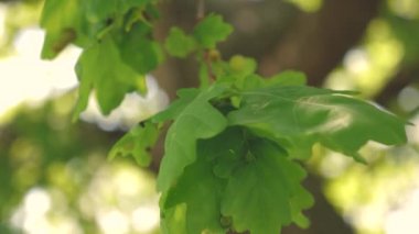 Yazın, ilkbaharda parkta bir ağaç. Ağır çekim. Bir dalda yeşil meşe yaprakları. meşe ormanı.