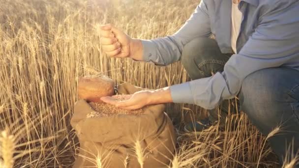 Un agrónomo observa la calidad del grano. Hombre de negocios comprueba la calidad del trigo. concepto de agricultura. Primer plano. Las manos de los agricultores vierten granos de trigo en una bolsa con espigas. Cosecha de cereales . — Vídeos de Stock