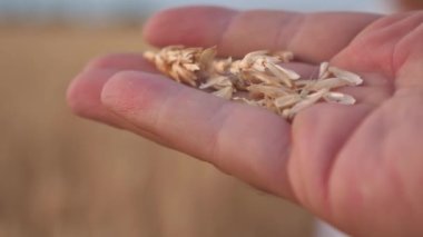 Çiftçinin elinde buğday taneleri gün batımının güzel ışınlarında. Yakın plan. İş adamı tahılın kalitesini değerlendirir. tarım kavramı. Organik tahıl. tahıl hasatı.
