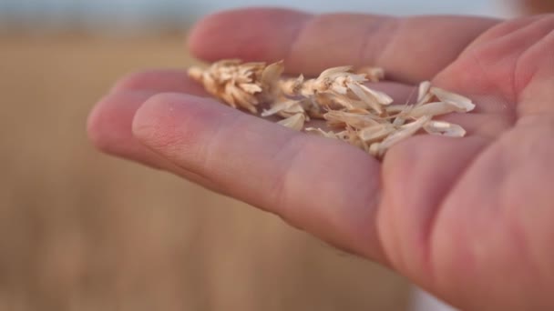 아름다운 석양을 밟은 농부의 손에 있는 밀 낟알이다. 클로즈업. 사업가는 곡물의 품질을 평가합니다. 농업 개념. 유기농 곡물입니다. 수확하는 곡식. — 비디오