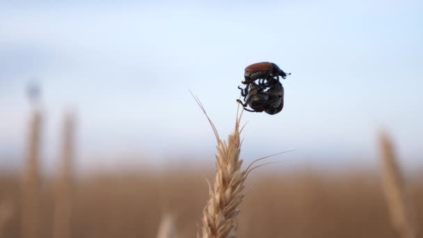 Pest beetle slowly creeping along a ripe spike of wheat in the field. Agriculture. the beetle eats and spoils the grain. agricultural business. insect control in agriculture. — Wideo stockowe