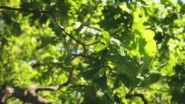 oak forest. Slow motion. green oak leaves on a branch. tree in the park in summer, spring.