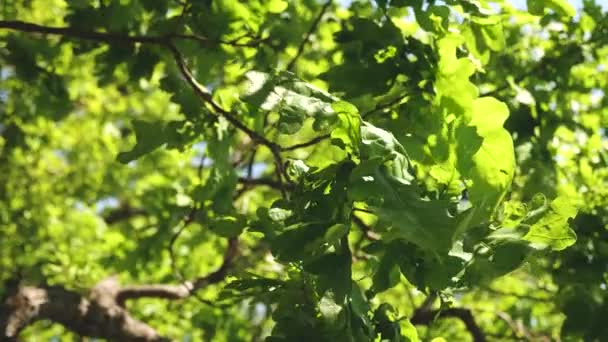 Bosque de robles. En cámara lenta. hojas de roble verde en una rama. árbol en el parque en verano, primavera . — Vídeo de stock