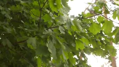 Spring maple. maple tree in the park. leaves on maple branches are pumped by the wind in the summer in the forest. Traveling in nature.