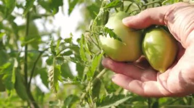 Bahçıvan bir çiftlik çiftliğinde domates hasadını yakından kontrol ediyor. Serada domates meyvesi. Zirai işler. Çiftçiler yeşil domatesleri inceliyor. Çalı dalında olgunlaşmış yeşil domatesler..