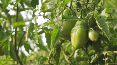 unripe tomatoes on farmers plantation close-up. Fetus of tomato plant in greenhouse. agricultural business. green tomatoes ripen on a branch of a bush.