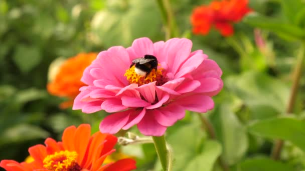 Insects and bees pollinate flowers, collect nectar. flowers zinnia bloom in garden. flower business. red summer flower in the garden. flower garden blooms in spring. multi colored flowers in the park — ストック動画