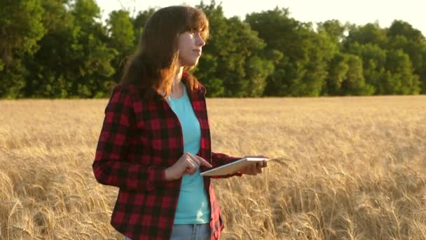 Farmer Woman works with a tablet on a wheat field, plans a grain harvest. girl agronomist with a tablet studies the wheat crop in the field. business woman plans her income in a wheat field. — Stok video