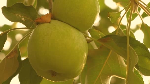 Belas maçãs amadurecem em um ramo nos raios do sol. close-up. Maçãs na árvore. Maçãs verdes na árvore. Negócios agrícolas. frutos biológicos . — Vídeo de Stock