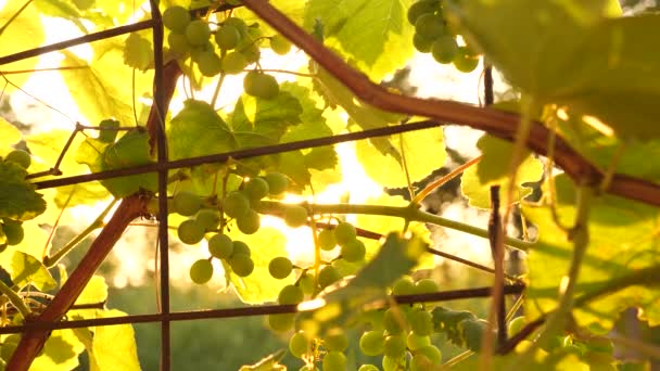 Beautiful clusters of ripening grapes in the sun. grape plantation in the sunset light. beautiful vine with grapes. winemaking concept. grape business. — Stock Video