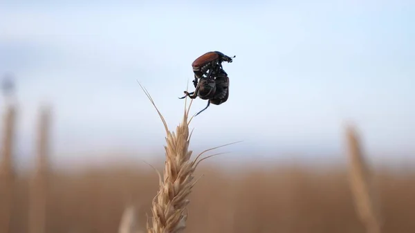 Pest beetle slowly creeping along a ripe spike of wheat in the field. Agriculture. the beetle eats and spoils the grain. agricultural business. insect control in agriculture. — Stock Photo, Image