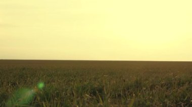 Kış buğday tarlası ilkbaharın başlarında gün batımında. Ekin yetiştiriyorum. tarım kavramı. Genç buğday tohumu yeşili.