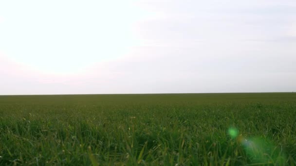 Grüne Wiese mit jungen Weizensprossen. Landwirtschaftskonzept. Winterweizenfeld im zeitigen Frühling bei Sonnenuntergang. Anbau von Nutzpflanzen. — Stockvideo