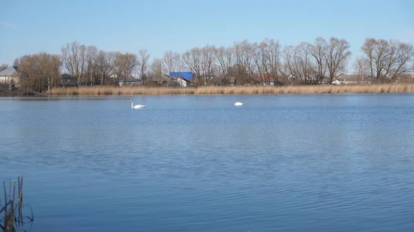 Um grupo de belos cisnes brancos nadando e nadando em um lago. O conceito de natureza, amor e proteção ambiental. Os pássaros cisnes mergulham na água à procura de comida. Imagens de vídeo 4K — Fotografia de Stock