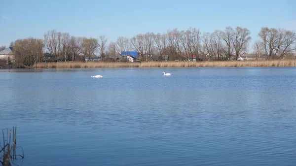 Um grupo de belos cisnes brancos nadando e nadando em um lago. O conceito de natureza, amor e proteção ambiental. Os pássaros cisnes mergulham na água à procura de comida. Imagens de vídeo 4K — Fotografia de Stock
