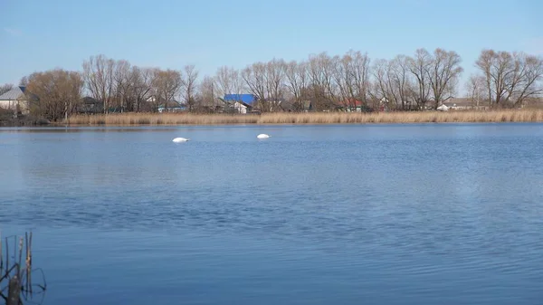 Skupina krásných bílých labutí plavajících a plavajících v jezeře. Koncept přírody, lásky a ochrany životního prostředí. Labutí ptáci se potápějí do vody a hledají potravu. Video - 4k — Stock fotografie