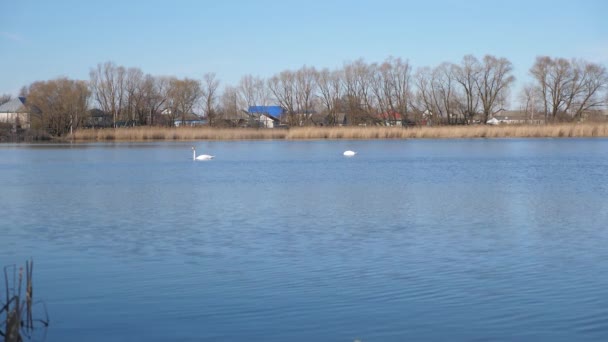 Skupina krásných bílých labutí plavajících a plavajících v jezeře. Koncept přírody, lásky a ochrany životního prostředí. Labutí ptáci se potápějí do vody a hledají potravu. Video - 4k — Stock video