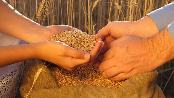 Business people check the quality of wheat. Agriculture concept. agricultural business. farmer s hands pour grain into the field from hand to hand. Agronomist looks at quality of grain.