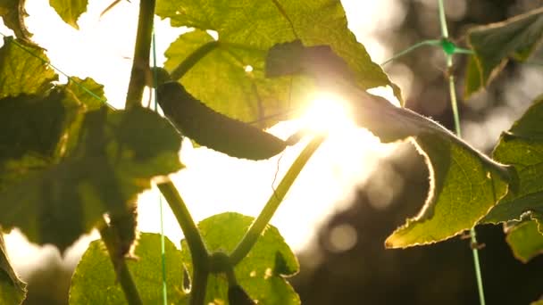 El pepino fresco jugoso en la rama. pepino en flor. El pepino crece en el arbusto que florece en los rayos calientes del sol. pepinos cultivados en campo abierto. plantación de pepinos. Crecimiento de pepinos en invernaderos . — Vídeos de Stock