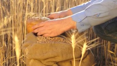 Çiftçi elleri kulaklı bir torbaya buğday taneleri döker. Mısır gevreği topluyorum. Bir tarım uzmanı tahılın kalitesine bakar. İşadamı buğdayın kalitesini kontrol eder. tarım kavramı. yakın plan.