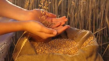 İş adamları buğdayın kalitesini kontrol eder. Tarım konsepti. Zirai işler. Çiftçilerin elleri tarlaya buğday döküyor. Agronomist tahılın kalitesine bakar.
