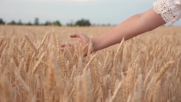 Agricultora joven libre caminando a lo largo de un campo de grano y toca la mano con espiguillas maduras de trigo. El concepto de cosecha, agricultura y prosperidad. Negocio agrícola. En cámara lenta. primer plano . — Vídeo de stock