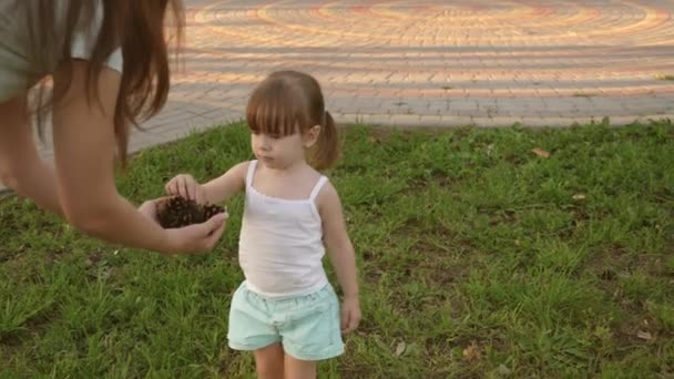 Matka ukazuje své dítě pinecones. Malá dcera a matka si hrají v parku na trávníku a sbírají kužely. dítě chodí po zelené trávě. koncepce šťastného dětství. Šťastná rodina chodí s dítětem.. — Stock video