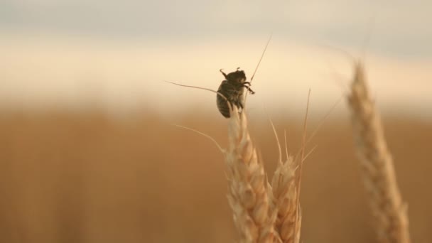 Besouro praga lentamente rastejando ao longo de um pico maduro de trigo no campo. Agricultura. o besouro come e estraga o grão. Negócios agrícolas. controle de insetos na agricultura . — Vídeo de Stock