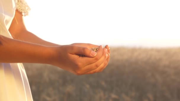 Руки дівчини-агронома з пшеницею. Жінка-фермер тримає зерно в долонях. бізнесмен дивиться на якість пшениці в полі. збирання зерна . — стокове відео