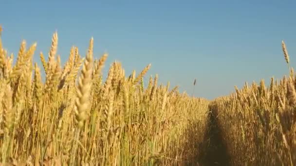 Прекрасное поле желтой спелой пшеницы на фоне голубого неба. Колючки пшеницы с зерном трясут ветер. Урожай зерна созревает летом. сельскохозяйственный бизнес концепция. экологически чистая пшеница — стоковое видео