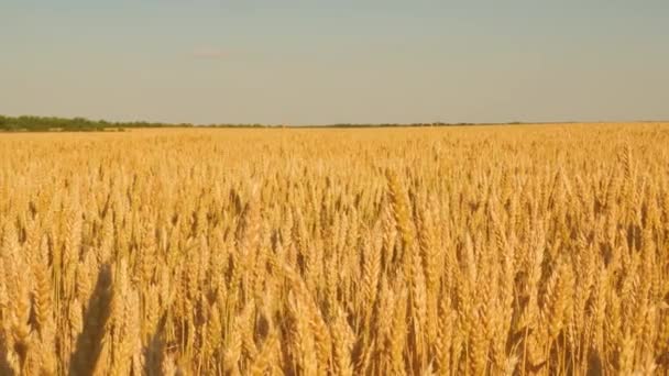 Tahıl hasadı yazın olgunlaşır. Tarım sektörü konsepti. Çevre dostu buğday. Mavi gökyüzüne karşı olgunlaşan buğday tarlası. Tahıllı buğday başakları rüzgarı sallar. — Stok video