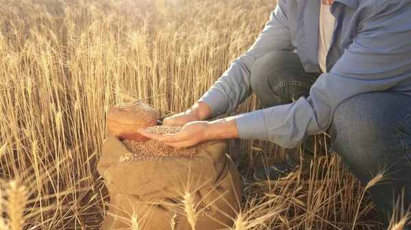 Egy agronómus a gabona minőségét vizsgálja. Az üzletember ellenőrzi a búza minőségét. mezőgazdasági koncepció. Közelkép. A farmerek kezei búzamagot öntenek egy füles zsákba. Gabonatermelés. — Stock Fotó