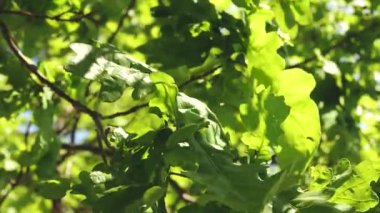 Bir dalda yeşil meşe yaprakları. Meşe ormanı. Yazın, ilkbaharda parkta bir ağaç. Yavaş çekim.