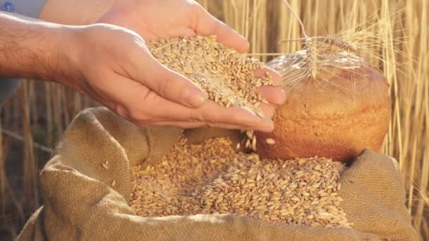 农民们把麦粒倒入装有耳朵的袋子里.收获谷物。农艺学家观察谷物的质量.商人检查小麦的品质.农业概念。特写镜头. — 图库视频影像