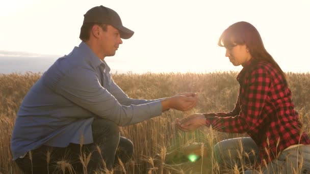Фермер і жінка оцінюють урожай зернових. Агрономіст розглядає якість зерна. Ділові люди перевіряють якість пшениці. Концепція сільського господарства. аграрний бізнес — стокове відео
