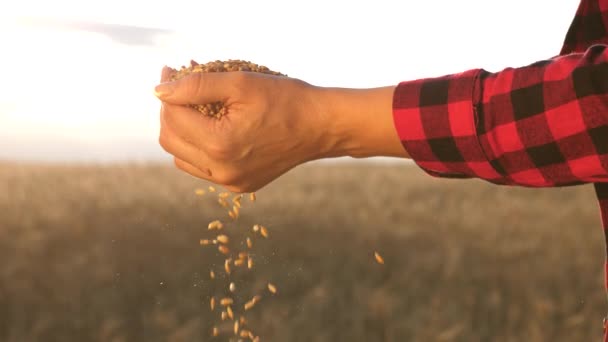Empresário olha para a qualidade do trigo no campo. Colheita de grãos. Mãos de uma menina agrônomo acordar grãos. Mulher agricultora segura o grão nas palmas das mãos . — Vídeo de Stock
