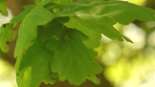 Green oak leaves on a branch. oak forest. tree in the park in summer, spring. Slow motion. — Stock Video