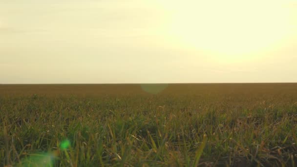 Campo de trigo de primavera temprano al amanecer. campo de trigo de invierno a principios de primavera en la puesta del sol. cultivos. concepto de agricultura. campo verde de germen de trigo joven — Vídeo de stock