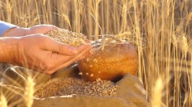 Çiftçi elleri kulaklı bir torbaya buğday taneleri döker. Mısır gevreği topluyorum. Bir tarım uzmanı tahılın kalitesine bakar. İşadamı buğdayın kalitesini kontrol eder. tarım kavramı. yakın plan.