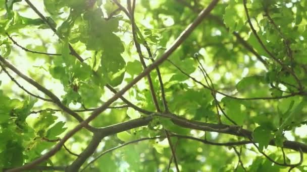 Resplandor soleado en las hojas verdes de un roble en una rama en primavera. bosque de robles. árbol en el parque de verano. Movimiento lento . — Vídeo de stock