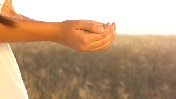 Prachtige handen van een boerenvrouw houden graan in de handpalmen. zakenman kijkt naar de kwaliteit van tarwe in het veld. graan oogsten. Handen van een agronomisch meisje over de oren van tarwe. — Stockvideo