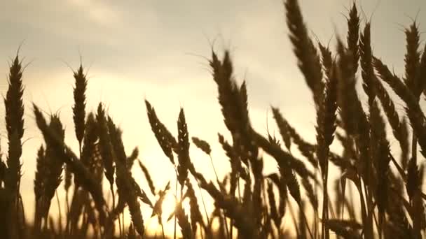 Umweltfreundlicher Weizen. Reifeweizenfeld gegen den blauen Himmel. Stacheln aus Weizen mit Getreide schütteln den Wind. Im Sommer reift die Getreideernte. Geschäftskonzept für die Landwirtschaft. — Stockvideo