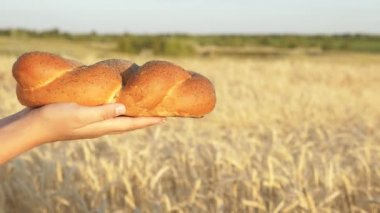 Bir buğday tarlasında elden ele lezzetli taze ekmek. Bir fırıncı bir çiftçiye taze ekmek verir. Haşhaş tohumlu çörek, palmiyelerde ekmek..