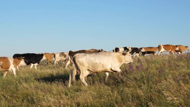 Mavi gökyüzündeki bir otlaktaki sığırlar. İnekler otlakta otlar. Süt işi konsepti. Tarımda organik sığır yetiştirme kavramı. İneklerle dolu güzel bir çayır..
