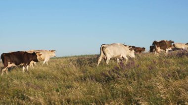 Mavi gökyüzündeki bir otlaktaki sığırlar. İnekler otlakta otlar. Süt işi konsepti. Tarımda organik sığır yetiştirme kavramı. İneklerle dolu güzel bir çayır..
