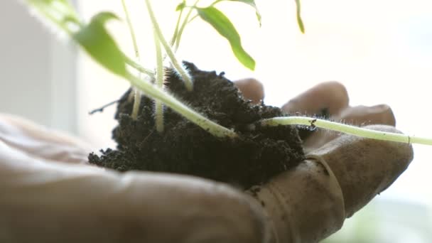 Šetrné k životnímu prostředí. Mladá rostlina v rukou farmáře. rajčatové sazenice zblízka. V laboratoři drží ruce v rukavicích zelené sazenice v dlaních proti oknu. zelená planeta — Stock video