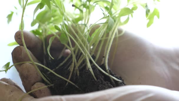 Joven brote en manos de un granjero. plántulas de tomate de cerca. en el laboratorio, las manos enguantadas sostienen plántulas verdes en las palmas de las manos contra la ventana. brote respetuoso con el medio ambiente. planeta verde — Vídeos de Stock