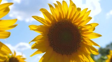 Tarlada ekin tohumu yağı olgunlaşıyor. sebze yağı. Yazın ayçiçekleri olan güzel tarlalar. Yakın plan. Büyük ayçiçeği. Sarı ayçiçeği tarlası. Ayçiçeği rüzgarda sallanıyor.